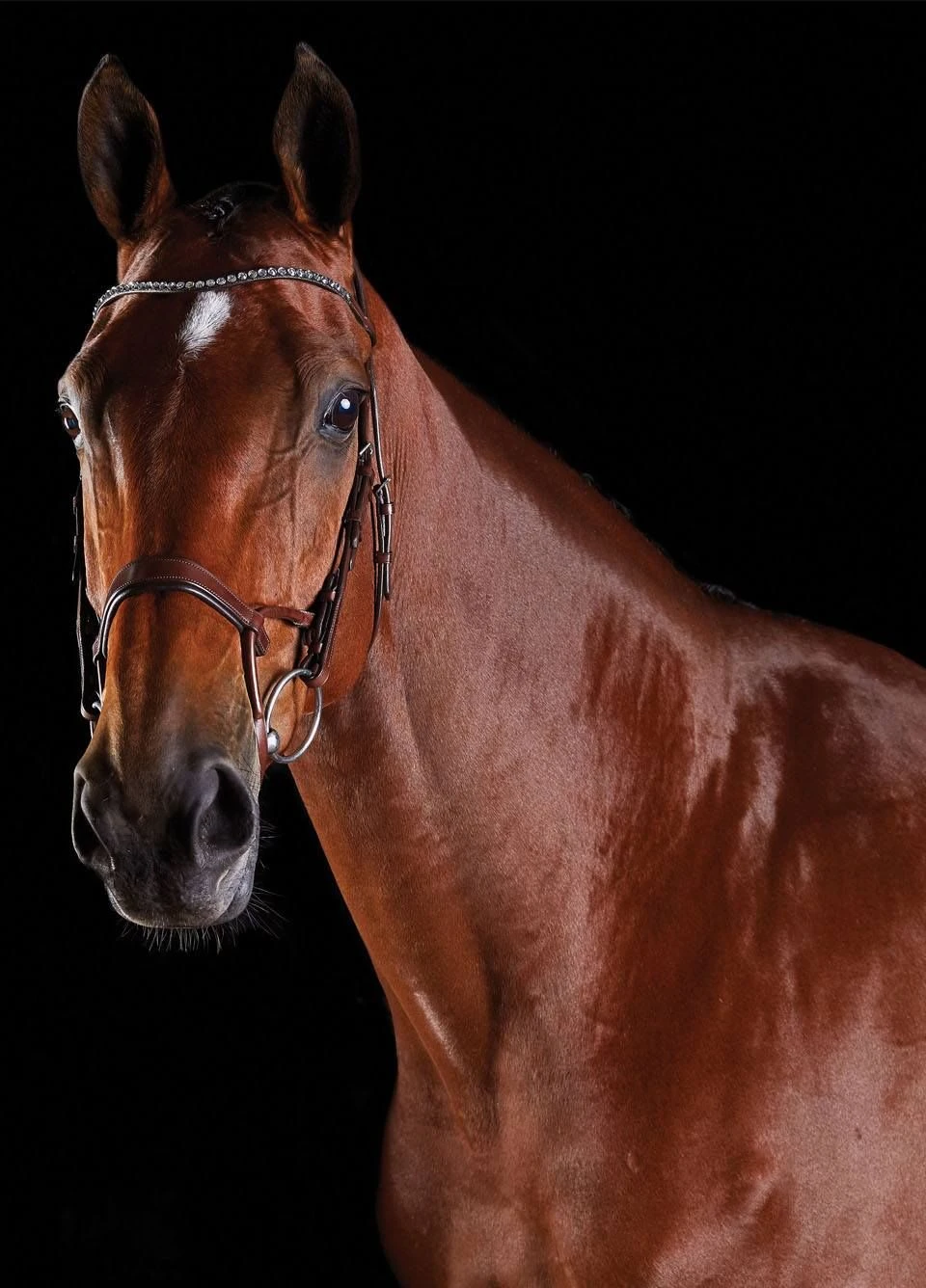 Collegiate Comfitec Crystal Training Bridle - Brown 1 Collegiate Comfitec Crystal Training Bridle - Brown