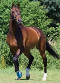 Woof Wear Medical Hoof Boot - Blue -Throstlenest Store medicalhoofbootlifestylerdy