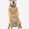 Polite Reflective Dog Collar