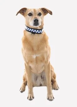 Polite Reflective Dog Collar
