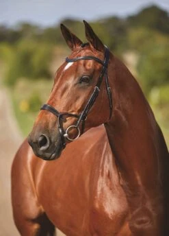 Throstlenest Store -Throstlenest Store trainingbridleblk2rdy