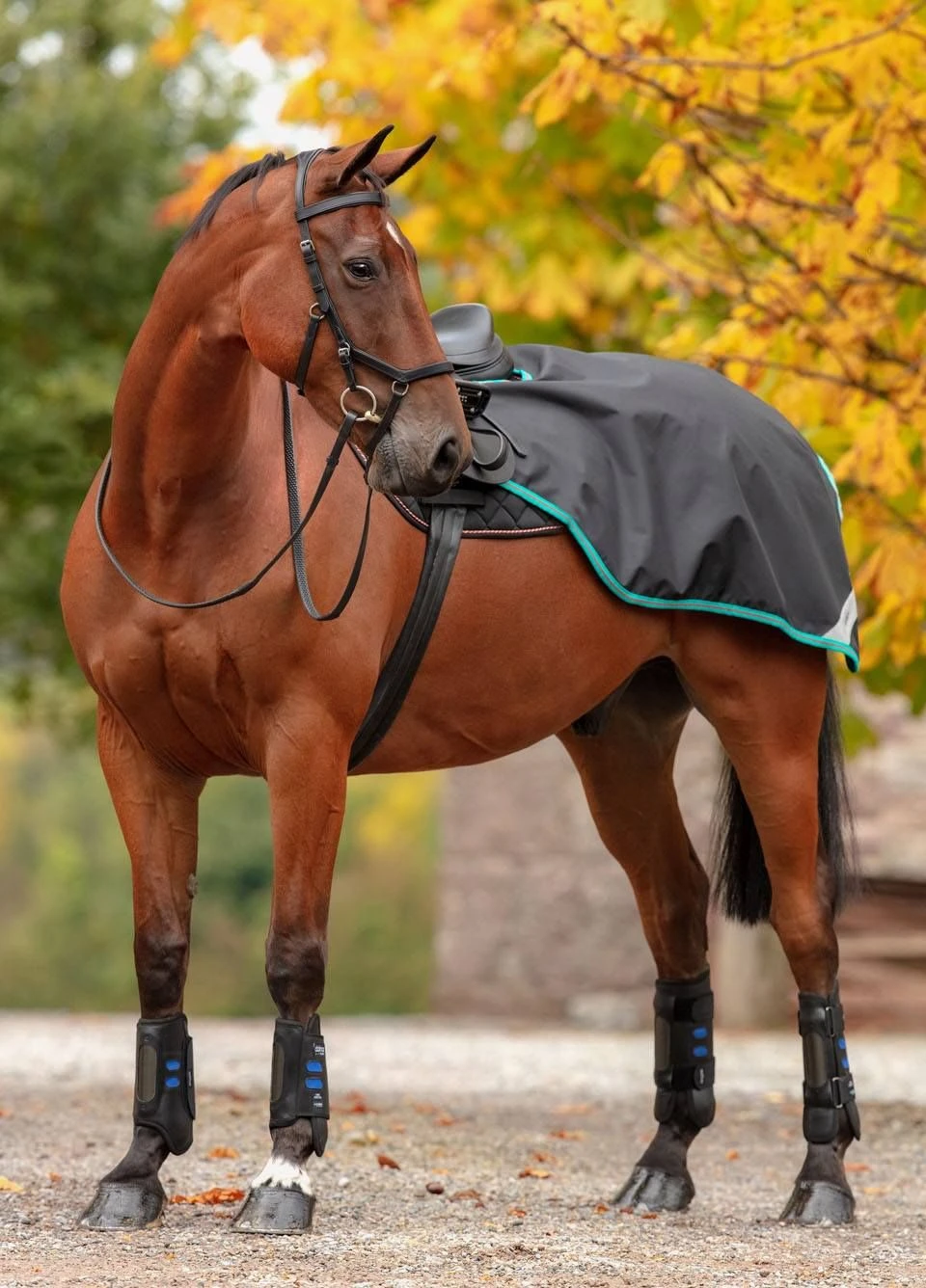 Amigo Competition Sheet - Black/Teal 1 Amigo Competition Sheet - Black/Teal