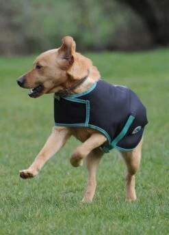 Weatherbeeta Green-Tec 900D Dog Coat Medium - Black/Bottle Green -Throstlenest Store wbgreentecblack3rdy